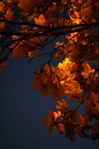 Screenshot of "Burning Leaves" by katfox